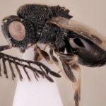 Nueva especie de avispa parásita que desgarra a su huesped para emerger