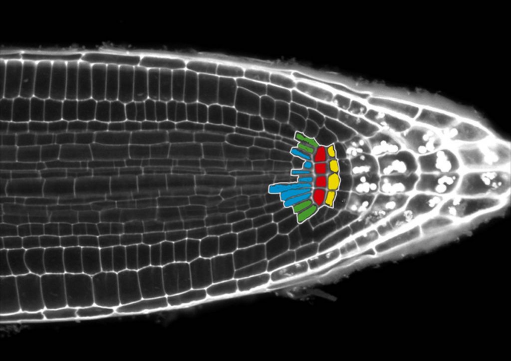 Raíz de Arabidopsis vista con microscopía confocal; las marcadas con colores son celulas madre- F. Lozano
