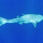 En las profundidades del Atlántico hay una nueva especie de tiburón: El «Vaca de ojos grandes»