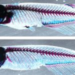 Las extremidades de los vertebrados evolucionó a partir de la aleta dorsal de los peces