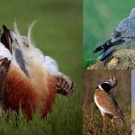 Las aves en Europa se extinguen a pesar de las políticas de conservación