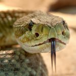 El veneno de la serpiente de cascabel mata a superbacterias