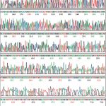 La secuencia del genoma humano se completo el 14 de abril de 2003