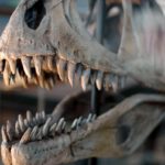 Los dinosaurios tenían gustos selectivos para comer. Elegían sus presas en función de la resistencia de sus dientes