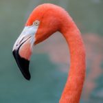 Los Flamencos rosa del caribe, en el Día Mundial de las Aves Migratorias