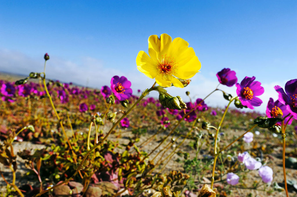 Una hermosa flor amarilla crece entre las flores púrpura del Desierto de Atacama- P. Pardo Ávalos, ESO