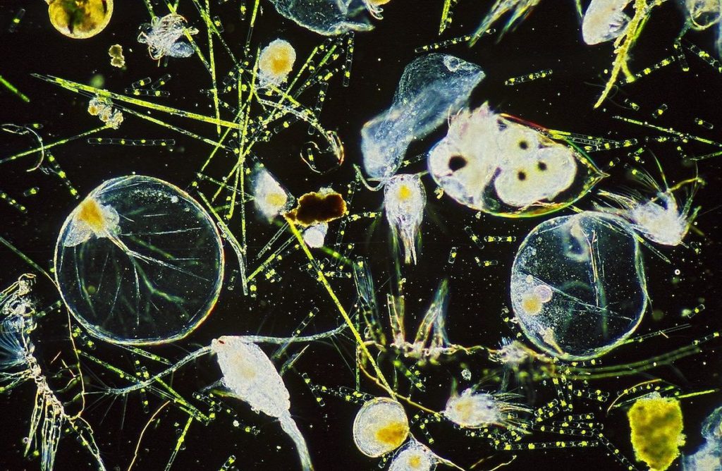 Los microorganismos del plancton tienen una ajetreada ‘vida social’: se organizan en comunidades complejas y rápidamente cambiantes