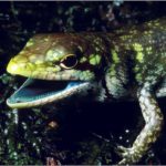 El misterio de los lagartos de sangre verde de Nueva Guinea