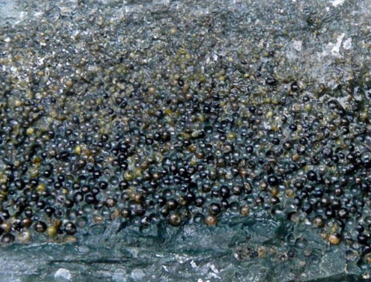 Tectitas de Gorgonilla, los restos más puros del meteorito de Chicxulub en una isla deshabitada de Colombia- Hermann Bermúdez