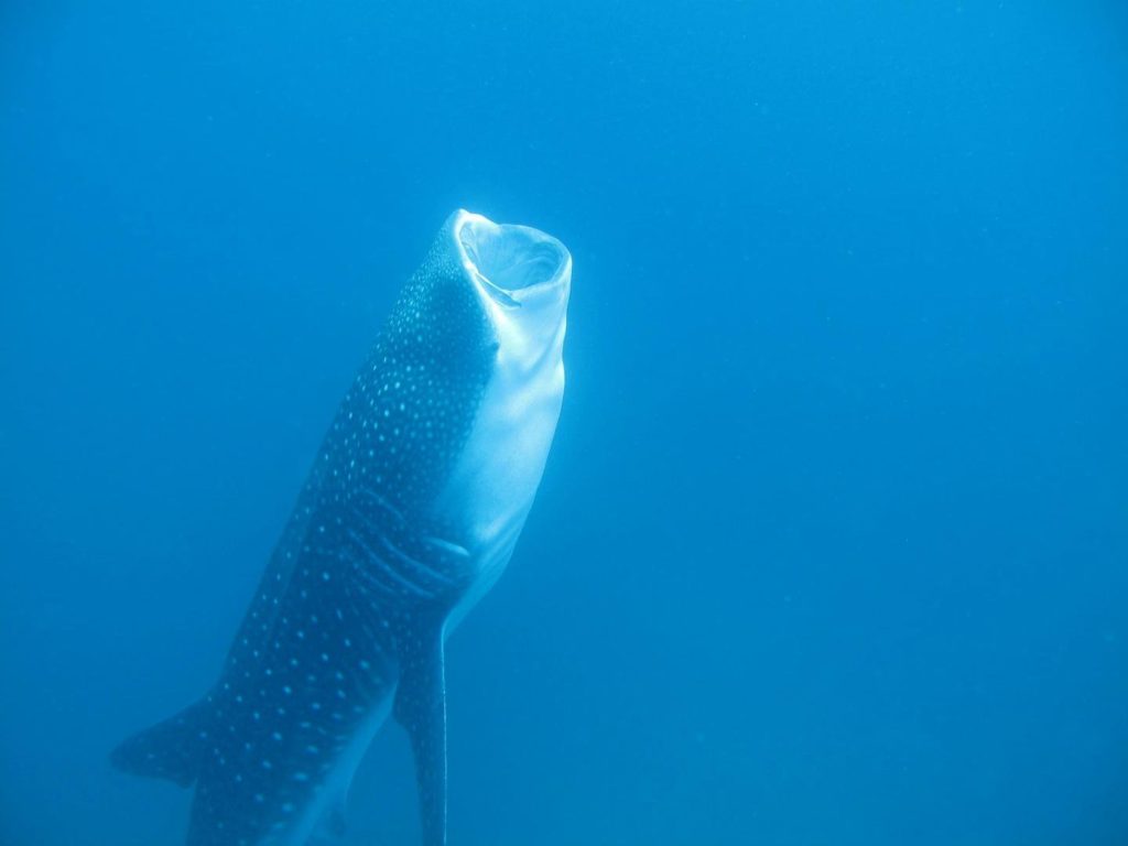 Tiburón ballena- Kevan Mantell