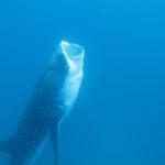 La migración animal más larga registrada hasta ahora, la hizo una hembra de tiburón ballena