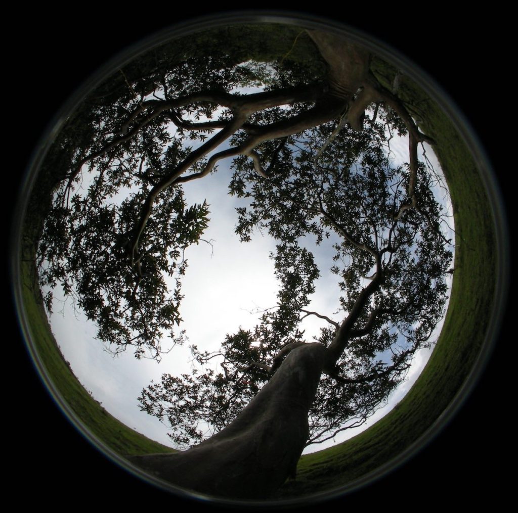 Fotografía hemisférica de la copa (desde debajo con una cámara digital con un objetivo de ‘ojo de pez’) de uno de los guayabos estudiados- Agustina Ventre