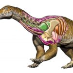 El dinosaurio gigante más antiguo encontrado: El Ingentia Prima, de Argentina