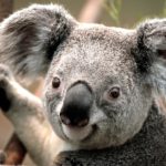 El koala, una especie que cada vez tiene menos ejemplares, puede salvarse con su genoma
