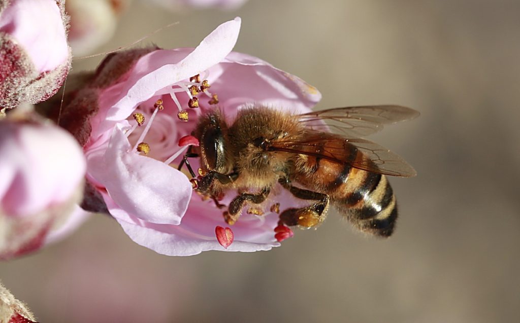 Las abejas y la polinización- Universidad de Almería