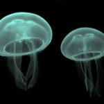 En el mar hay mucha esperma de medusa