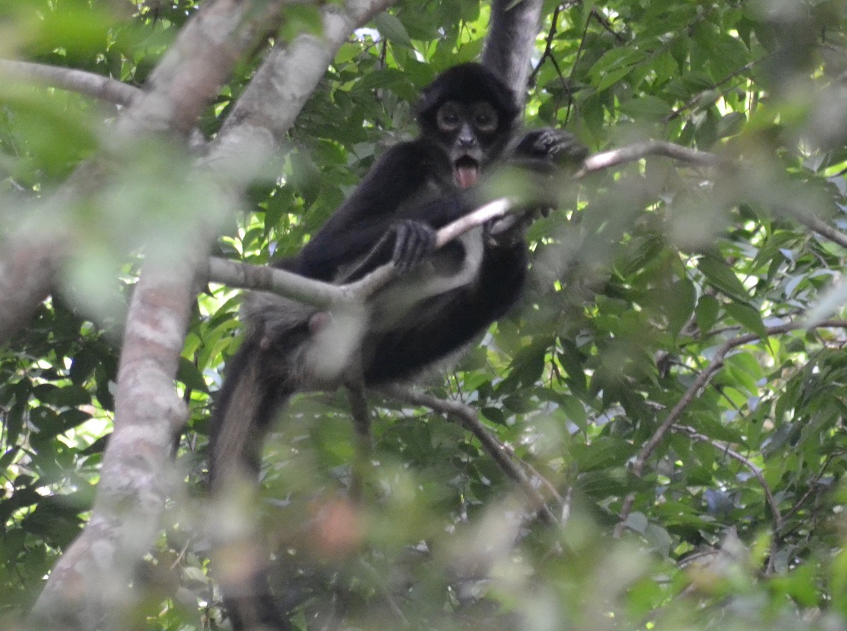 Mono araña de manos negras (Ateles geoffroyi)