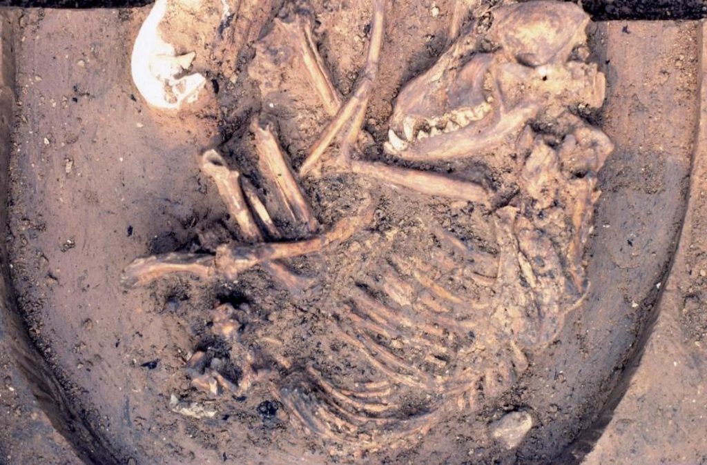 Perro enterrado en el yacimiento de Koster en Illinois con una antigüedad de 10.000 años- Del Baston, cortesía del Center for American Archaeology