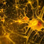 En el cerebro adulto ya no se forman neuronas… pero se puede evitar su muerte