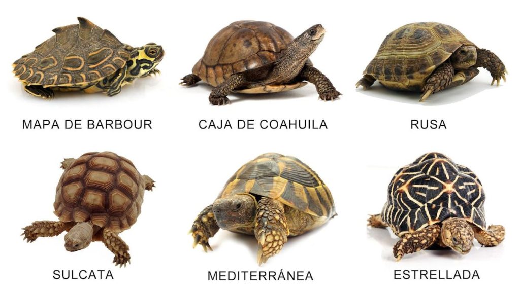 Especies de tortugas terrestres- Composición hogarmania