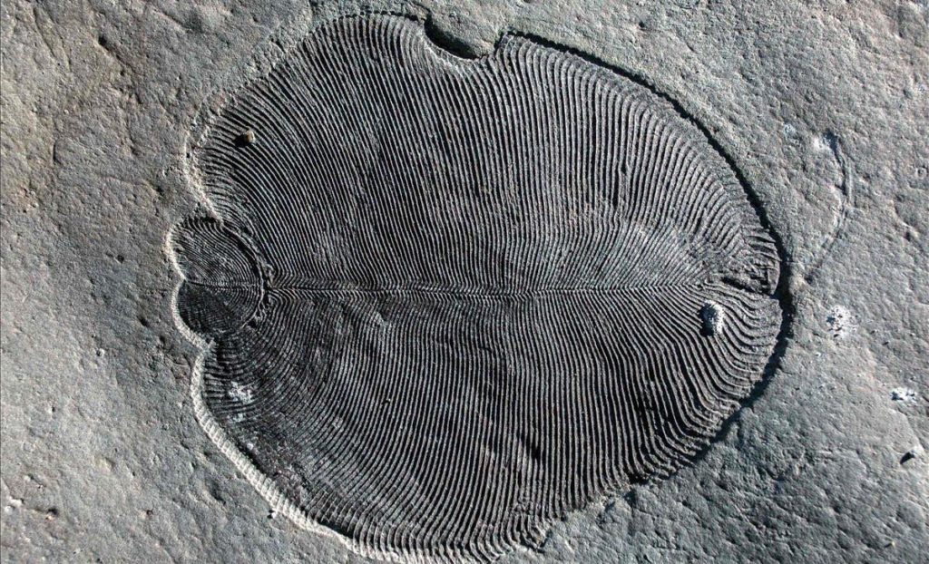 Fósil de Dickinsonia preservado orgánicamente en el Mar Blanco de Rusia Ilya Bobrovskiy The Australian National University