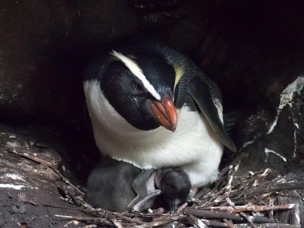 Pingüino Tawaki con su cría- Thomas Mattern