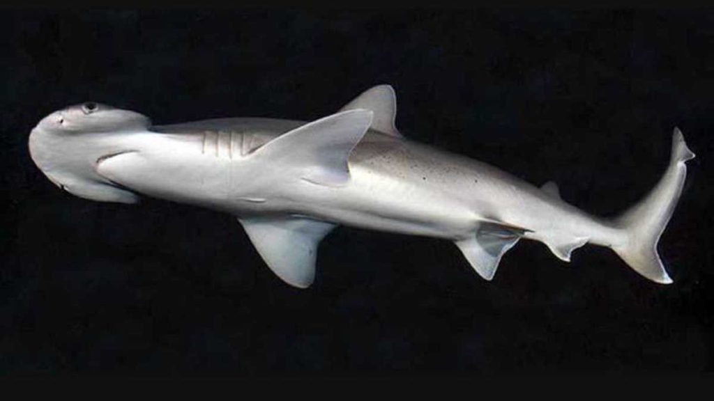 Tiburón cabeza de pala- Ross Robertson