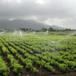 ¿Cuanta agua se utiliza para la irrigación?. Una visión desde los satélites