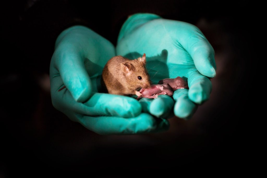 Crías de ratón nacidas de dos madres- Leyun Wang