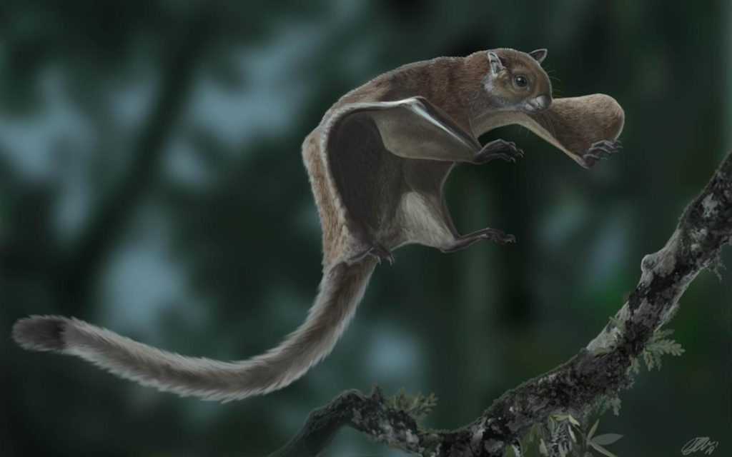 Las ardillas voladoras ya existían hace 11.6 millones de años