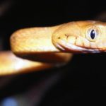 Las serpientes que viajaron en avión para invadir una isla… Y se convirtieron en la mayor plaga