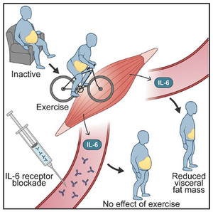 En las personas obesas abdominales, la pérdida mediada por el ejercicio de la masa de tejido adiposo visceral requiere la señalización de los receptores il-6. / Cell Metabolism