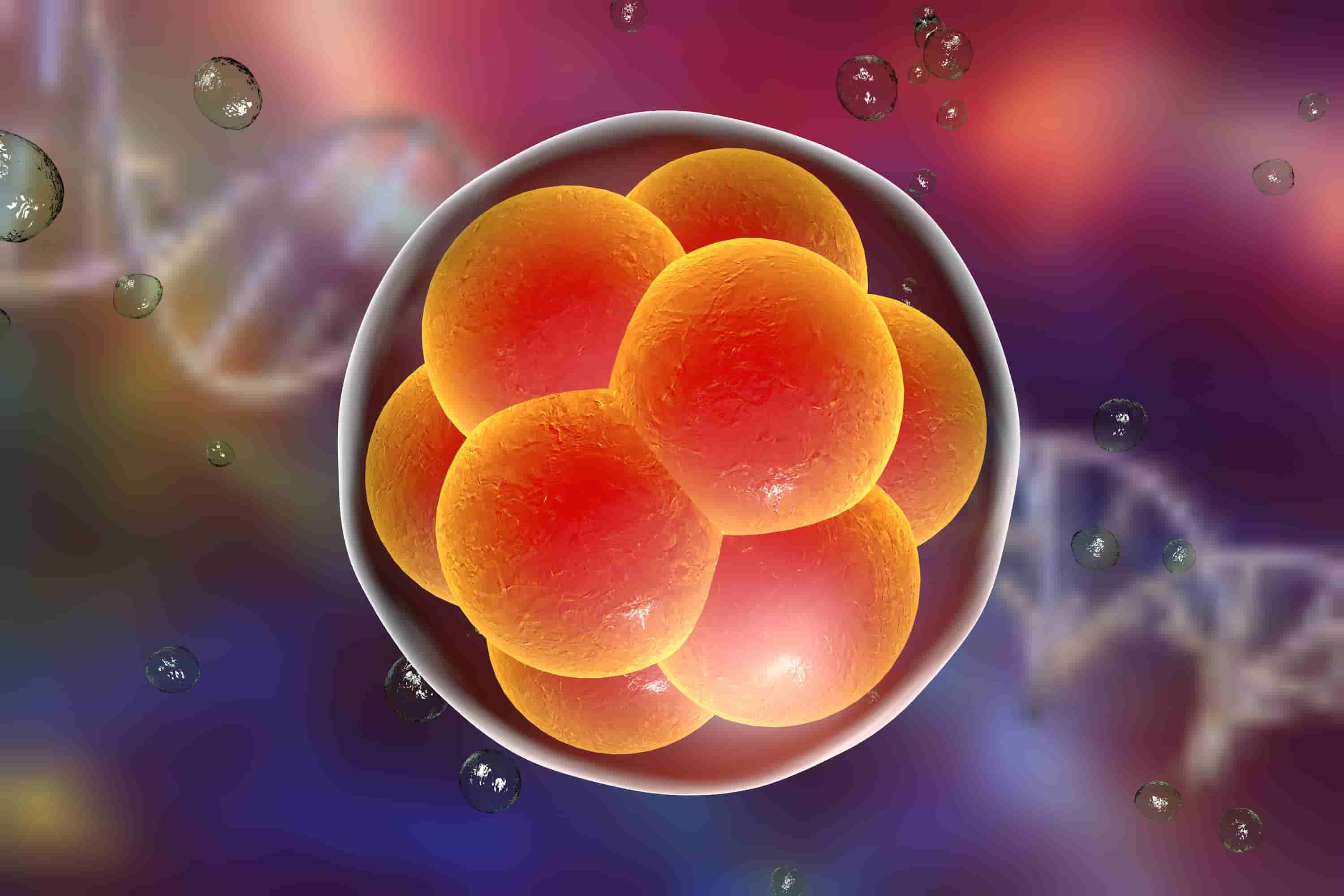 Recreación de un embrión humano en desarrollo- Adobe Stock