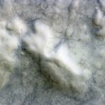 «Diablos de polvo» recorren la superficie de Marte