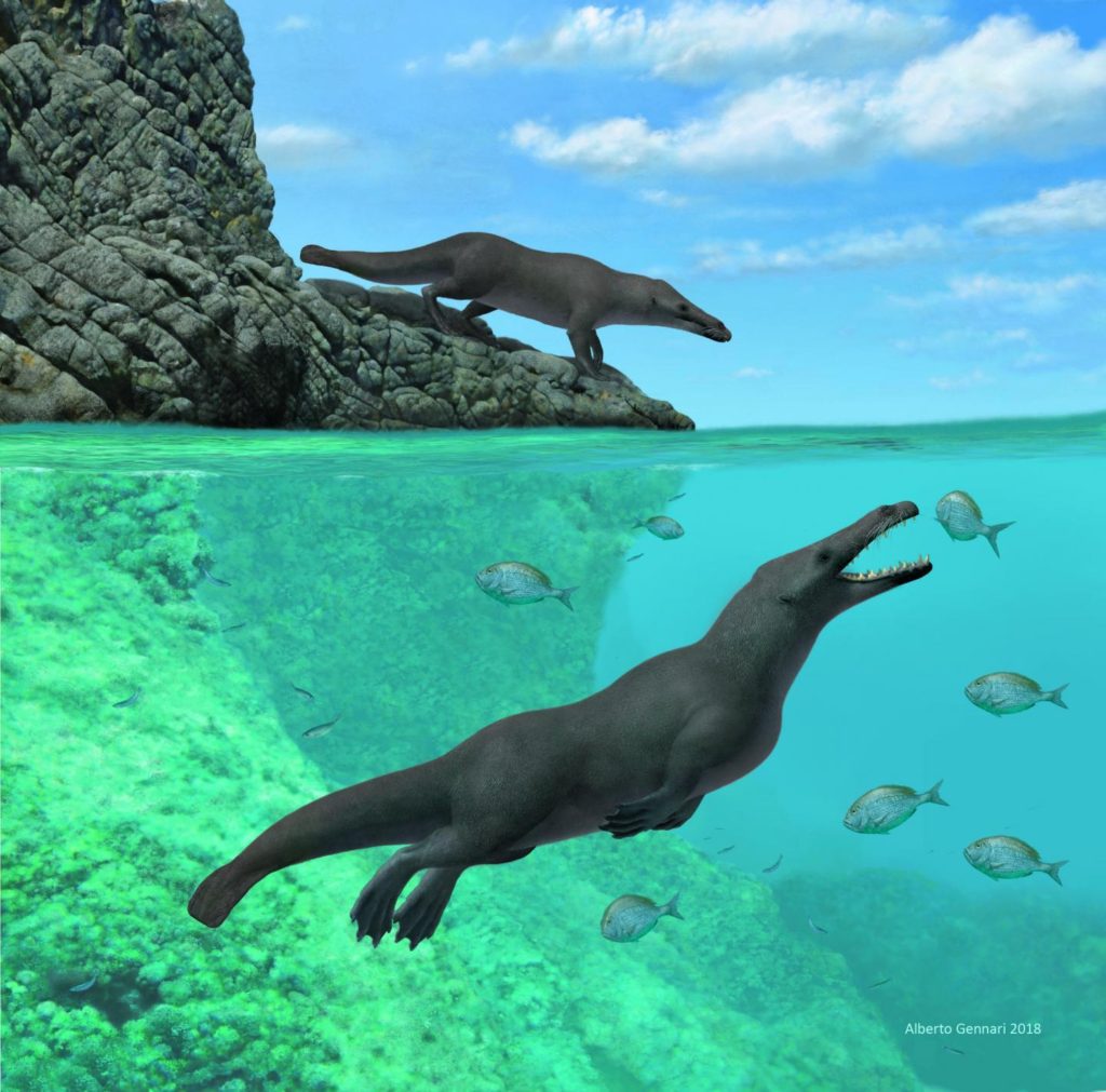 Dos individuos de peregocetus-pacificus, el antepasado de la ballena, que tuvo 4 patas- Alberto Gennari