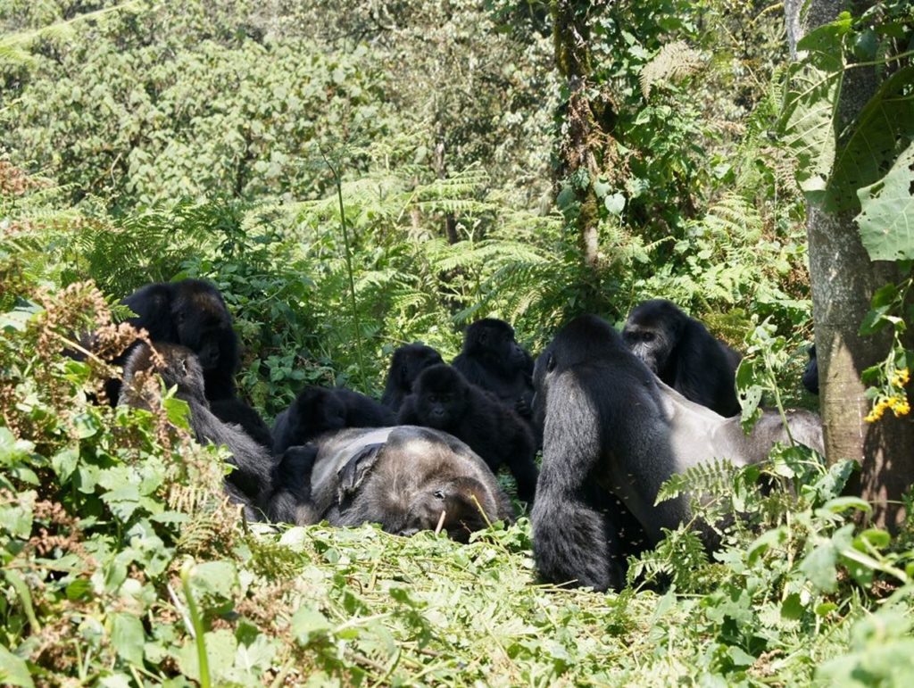 Un grupo de gorilas de Grauer velan el cuerpo de un gorila macho, en el Parque Nacional Kahuzi-Biega,Congo- Dian Fossey Gorilla Fund International