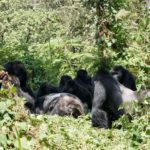 Los gorilas velan a sus seres queridos y hasta a desconocidos