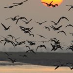 Día Mundial de las Aves Migratorias, segundo sábado de mayo y de octubre