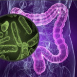 Bacterias intestinales sanas, eliminan la obesidad y hasta el estrés