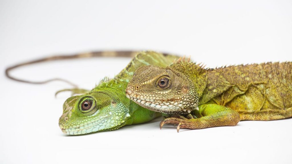 Cría de dragón verde nacida por partenogénesis (izquierda) junto a su madre (derecha) en el Smithsonian’s National Zoo