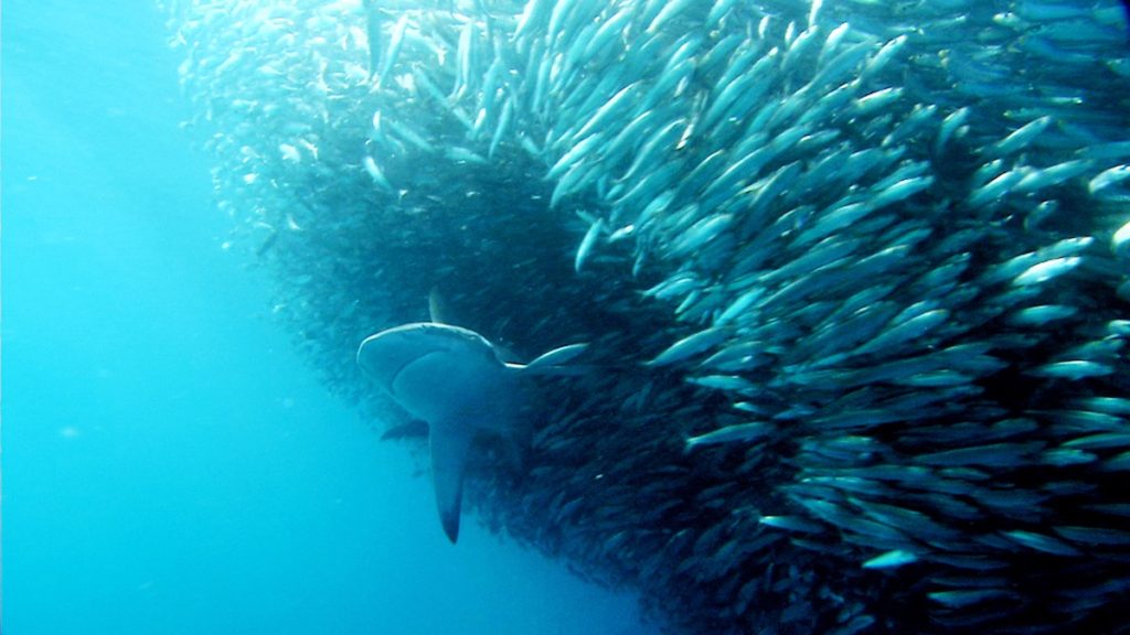 El 17 % de la biomasa de especies marinas podría perderse por el cambio climático
