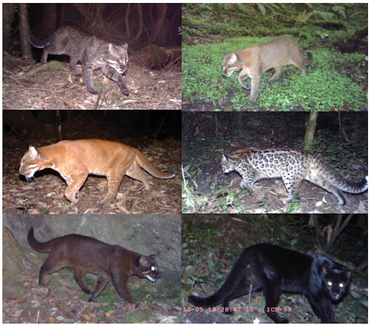 Las seis vistas del gato dorado asiático- Sahil Nijhawan et al