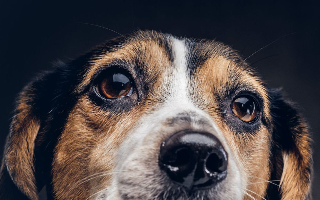 Los perros "hacen ojitos" porque así se comunican mejor. Su anatomía facial evolucionó
