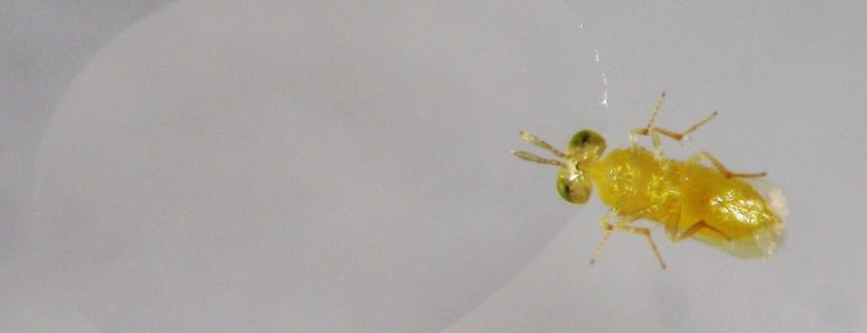 Insectos polinizadores mueren al consumir la melaza producida por insectos contaminados con insecticida Avispa parásita alimentándose de melaza- Instituto Valenciano de Investigaciones Agrarias (IVIA)