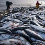 El pescado hoy tiene más mercurio, por la sobrepesca y el cambio climático