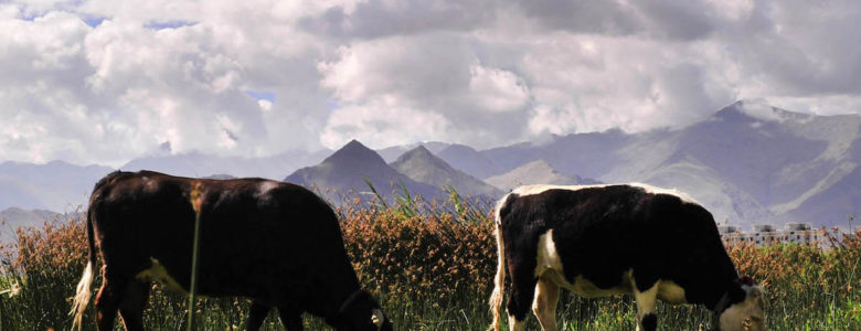 Vacas pastando al atardecer- Xinhua, Yuan Chungang