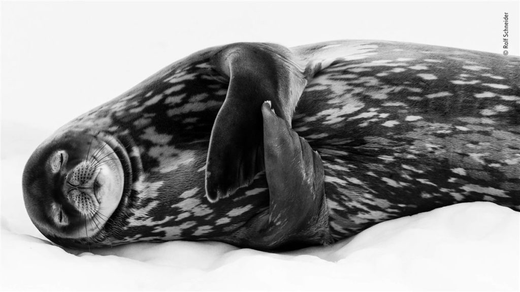 Foca de weddell durmiendo en el hielo- Ralf Schneider, Wildlife Photographer of the Year, 2019