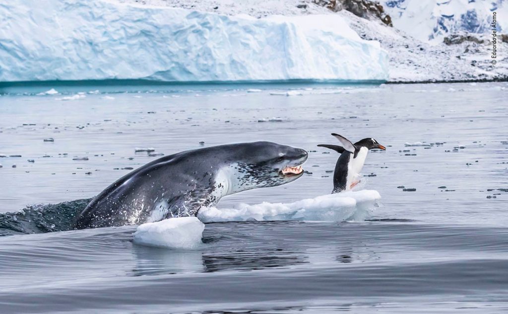 Pingüino Juanito huye de foca leopardo que se lo quiere comer- Eduardo del Álamo, Wildlife Photographer of the Year 2019