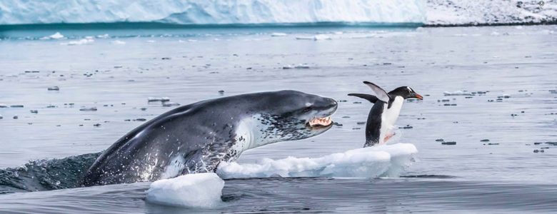 Pingüino Juanito huye de foca leopardo que se lo quiere comer- Eduardo del Álamo, Wildlife Photographer of the Year 2019
