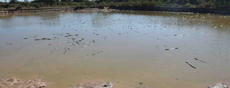 La suma de algas y bacterias aumenta la producción de hidrógeno, un combustible del futuro Agua contaminada